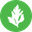 celery